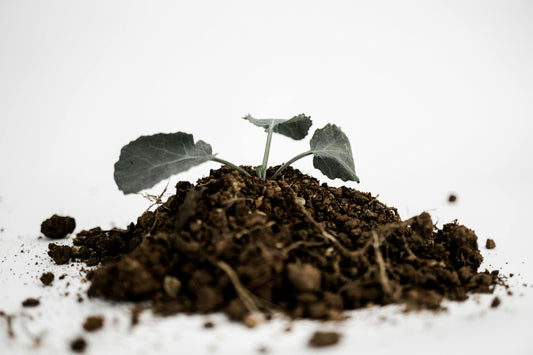 Understanding Different Soil Types and the Importance of Sifting